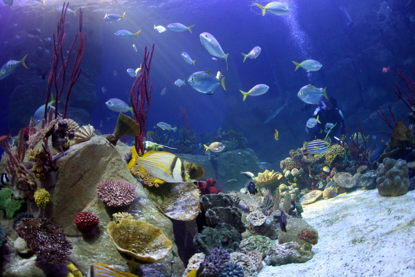 A ‘Fishmas’ to remember with the National Marine Aquarium | The Devon Daily