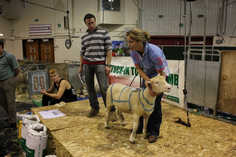 Schoolchildren Flock Back To Farm Wise Event | The Devon Daily