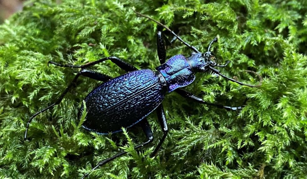 Blue Ground Beetle Carabus intricatus on greenery