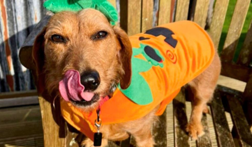 Dachshund cross Nellie Barker in Halloween outfit