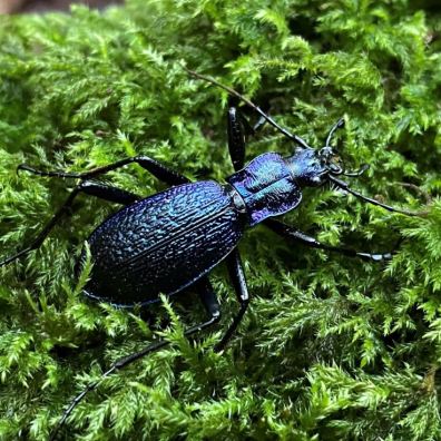 Blue Ground Beetle Carabus intricatus on greenery