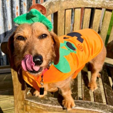 Dachshund cross Nellie Barker in Halloween outfit