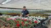 Potting up  eco-pots at Otter Garden Centre in Ottery