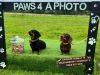 Dachshunds posing for a photo